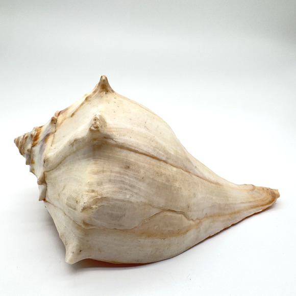 Vintage Lightning Whelk Conch Seashell Estate Beach Decor Aquarium 6.5"vi - Picture 4 of 9